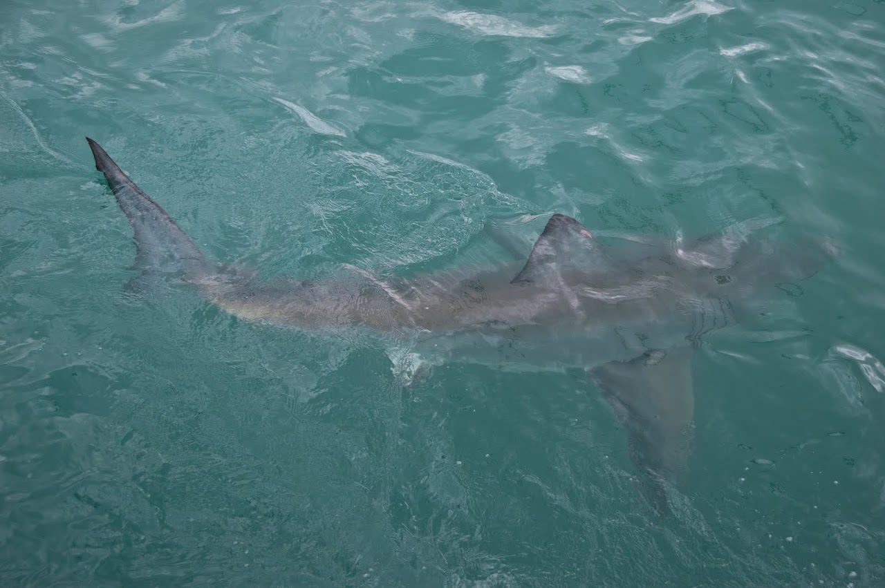 Shark