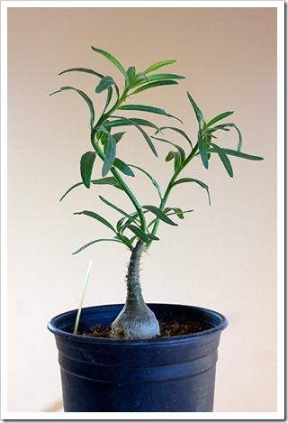111219_Pachypodium-succulentum2 111219_Pachypodium-succulentum2