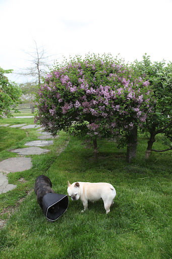 Francesca!  Do you smell that beautiful fragrance?