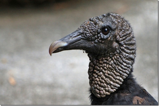 Black Vulture