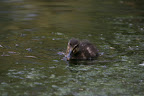 Duckling