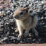 Mini-esquilo - Yellowstone NP - MT
