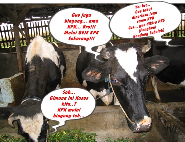 [kasus%2520sapi%255B4%255D.jpg]