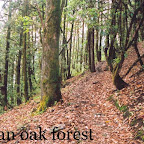 Roopkund-trek-Wan-oak forest.jpg