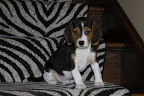 Kelly and David have fostered and worked with the pups to get them ready to be adopted.