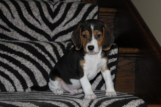 Kelly and David have fostered and worked with the pups to get them ready to be adopted.