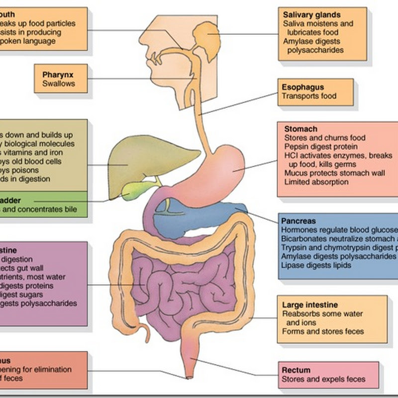 Biology Exams 4 U Functions Of Different Parts Of Human Digestive System