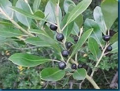 ilex glabra - inkberries