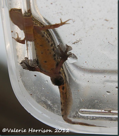 Palmate-Newt-underside