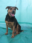 SHARLOTA. Hembra 6 años. Juguetona, cariñosa, sociable