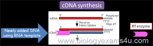 [ReversetranscriptaseinrDNAtechnology%255B1%255D.png]