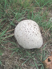 mushroom white puff ball at auntys