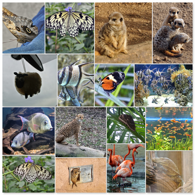 chester_zoo.jpg chester_zoo.jpg