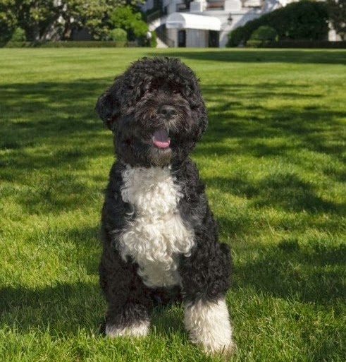[first-dog-bo-obama-official-white-house-portrait-500x750%255B9%255D.jpg]