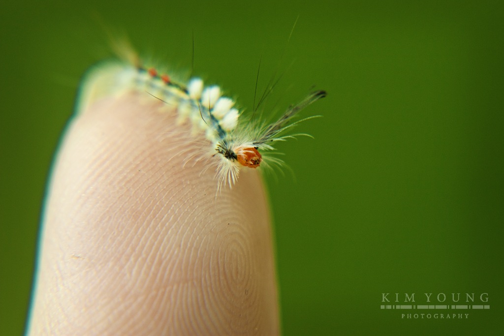 [caterpillar%255B8%255D.jpg]