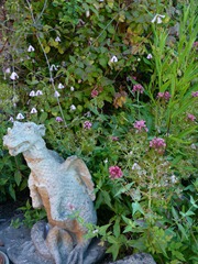 garden june 2011 010 garden june 2011 010