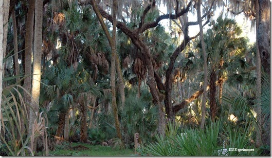Myakka River SP 012 Myakka River SP 012