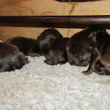 IMG_1079.JPG