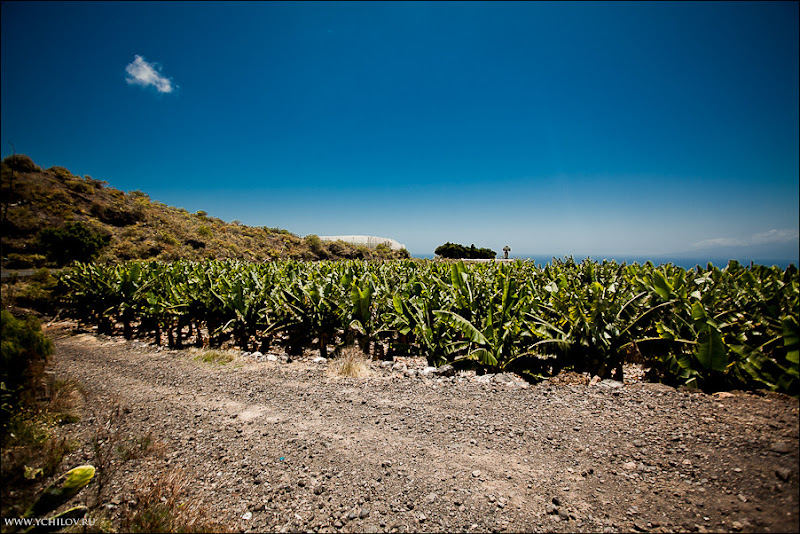 008 www.ychilov.ru foto tenerife.jpg