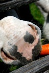 Billie sure likes it, but I have to be careful that she doesn't think my paw is part of the carrot.