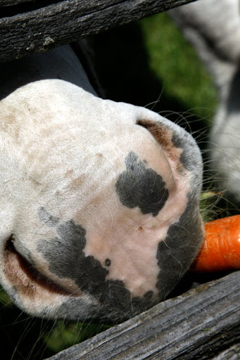 Billie sure likes it, but I have to be careful that she doesn't think my paw is part of the carrot.