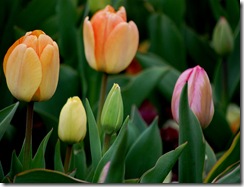 tulips11