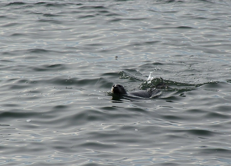 [Seals3%255B4%255D.jpg]