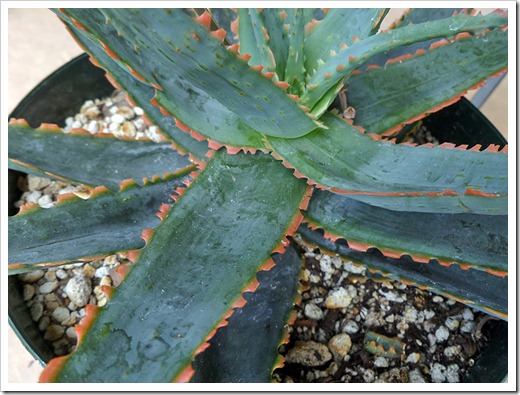 110925_Aloe-KG14_02 110925_Aloe-KG14_02