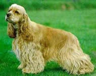 [Cocker%2520Americano%255B3%255D.jpg]