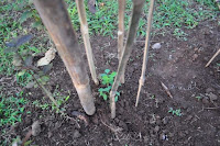 pinoyecofarm december _0144.JPG