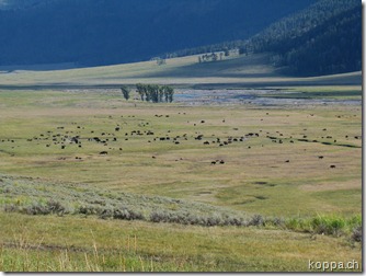 110825 NP Yellowstone (45) 110825 NP Yellowstone (45)