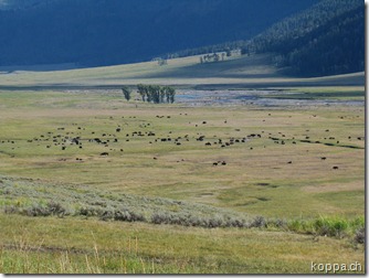 110825 NP Yellowstone (45)