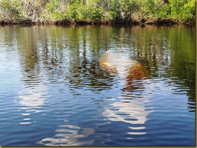 Another Manatee shadow lurking to starboard.