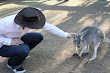 Afc Adam Lyons Pickup Artist In Zoo 6