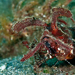 Ambon scorpion fish