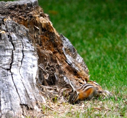 DSC_0116.jpg DSC 0116