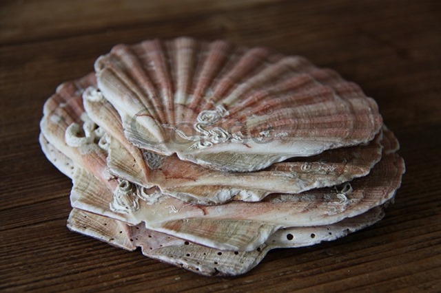 schelpen schelpen