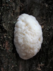 young lion's mane