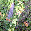 DSCF1165.JPG