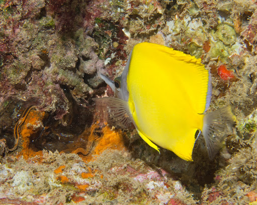 P5063384