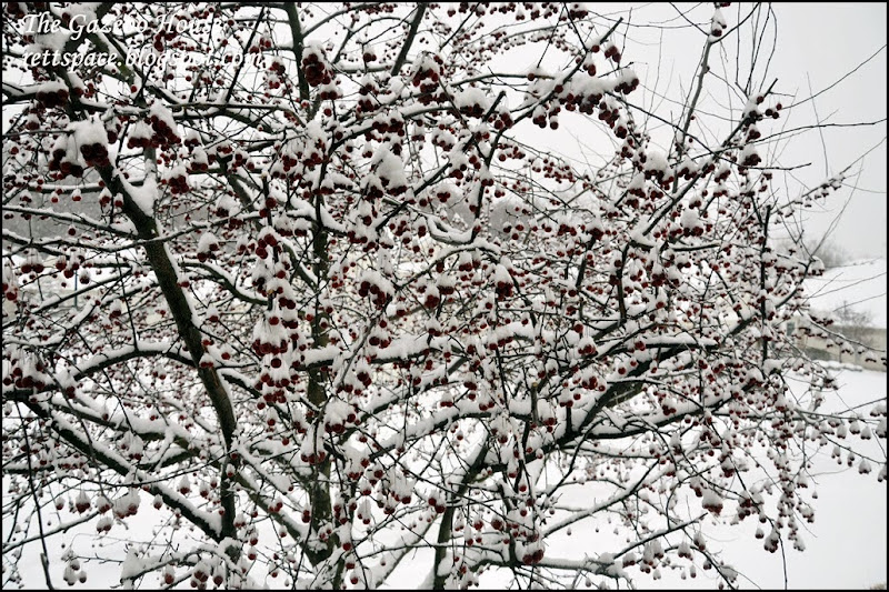 DSC_3793 DSC_3793