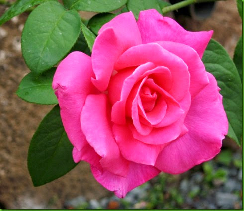 Rosa PERFUME DELIGHT Rosa PERFUME DELIGHT