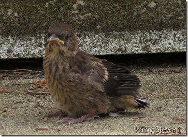 extremely young spotted towhee