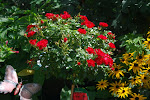 DSC_8562.JPG