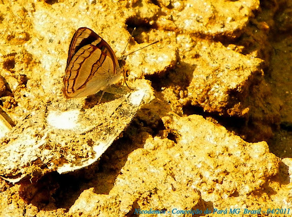 Dynamine racidula racidula (HEWITSON, 1852). Pitangui (MG, Brésil), 24 avril 2011. Photo : Nicodemos Rosa