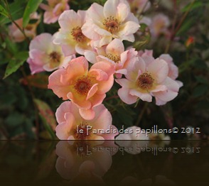 IMG_2130 IMG_2130