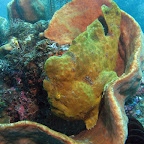 Giant yellow frogfish (Lembeh Strait)