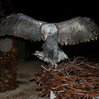 Eagle and Nest.jpg Eagle and Nest.jpg
