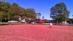 cranberry harvest 9.28.13 richards roadside bog