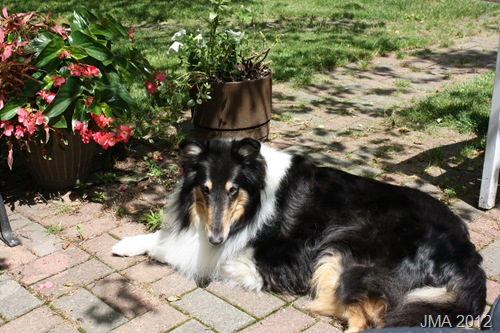 [20120603UppstromDogVisit03%255B11%255D.jpg]